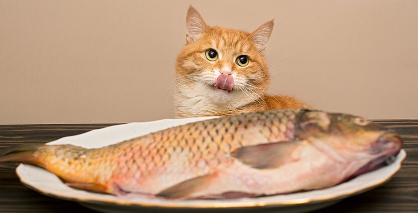 Can Cat Eat Fish? The Truth Revealed