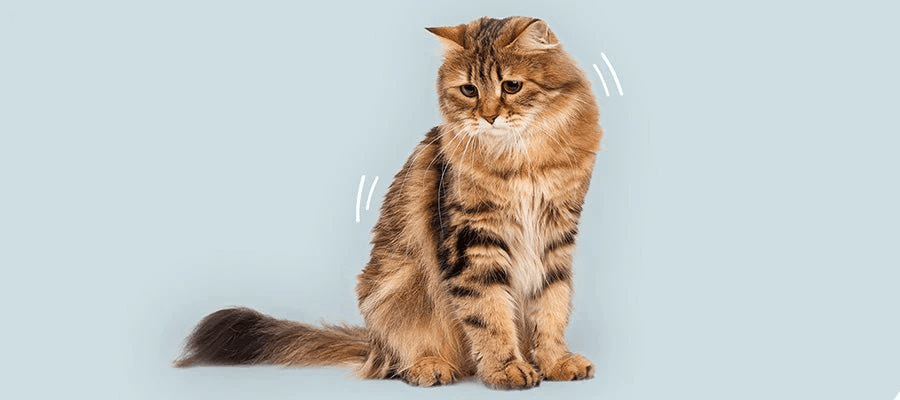 Soothe Your Cat's Anxiety with Expert Tips & Natural Solutions | PetPost - Easing Cat Anxiety Symptoms