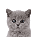 Kitten