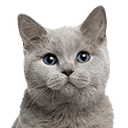 Adult Cat