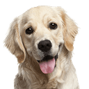 Adult Dog