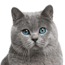 Senior Cat