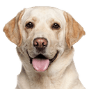 Senior Dog