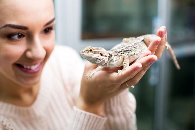 Lizard Playing Owner A Guide to Pet Lizard Care | PetPost