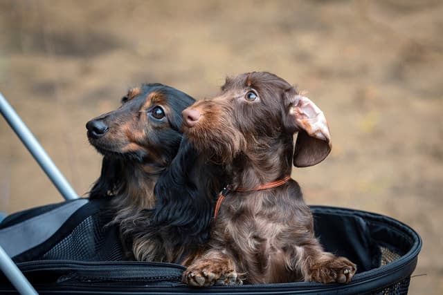 Dachshund | PetPost Dog Breed Guides | PetPost